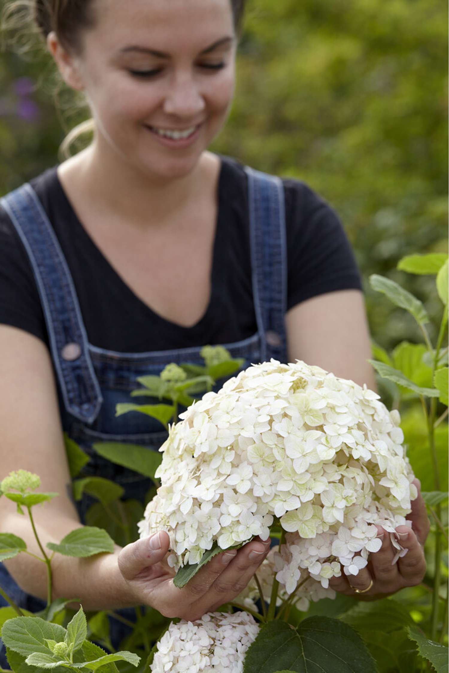Hortensia 'Candybelle Stand-up White'